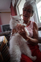 Die verschwundene Katze Miezi ist wieder aufgetaucht